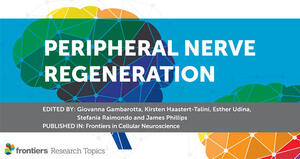 Editorial: Peripheral Nerve Regeneration