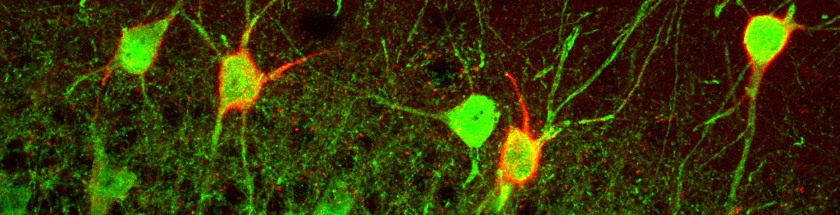 Neuropsychopharmacology