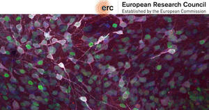 ERC 2024: cellule staminali personalizzate per curare le malattie neurodegenerative