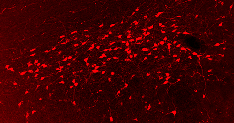 Early Postnatal Genistein Administration Affects Mice Metabolism and Reproduction in a Sexually Dimorphic Way