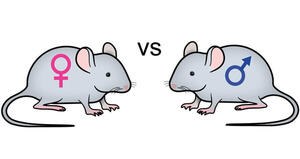 Maschi e femmine: uno studio sui meccanismi che regolano le differenze sessuali dell’attività cerebrale