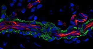 Rigenerazione dei nervi: svelato il percorso delle cellule di Schwann per colonizzare i condotti nervosi
