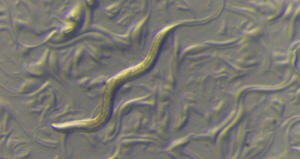 Small worm, big impact: Nobel prize for Ambros’s and Ruvkun’s microRNAs