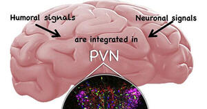 The hypothalamic paraventricular nucleus as a central hub for the estrogenic modulation of neuroendocrine function and behavior